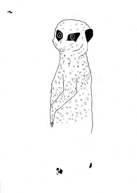 Meerkat